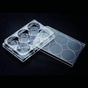 Placa cultivo celular 6 pocillos